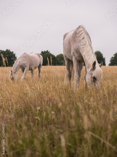 horses