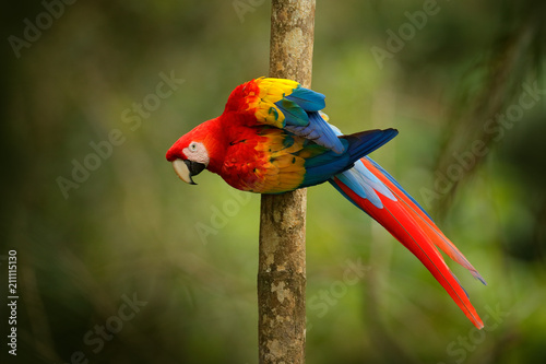 Red parrot Scarlet Macaw, Ara macao, bird sitting on the branch, Brazil. Wildlife scene from tropical forest. Beautiful parrot on tree freen tree in nature habitat. photo
