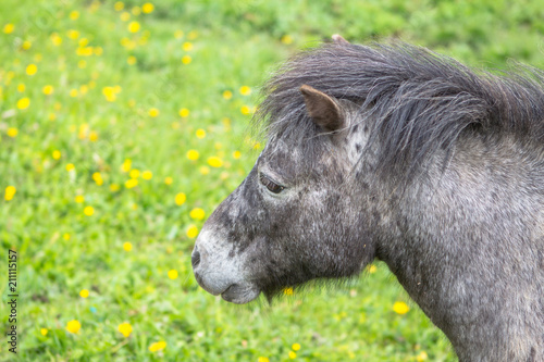 Small pony in a field
