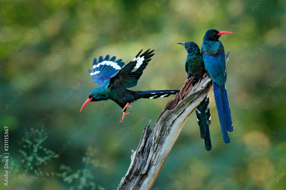 Fototapeta premium Green Wood hoopoe (Phoeniculus purpureus), bird family in the nature habitat. Animals sitting in the tree trunk, one bird fly. Wildlife scene from nature, Okavango, Moremi, Botswana.