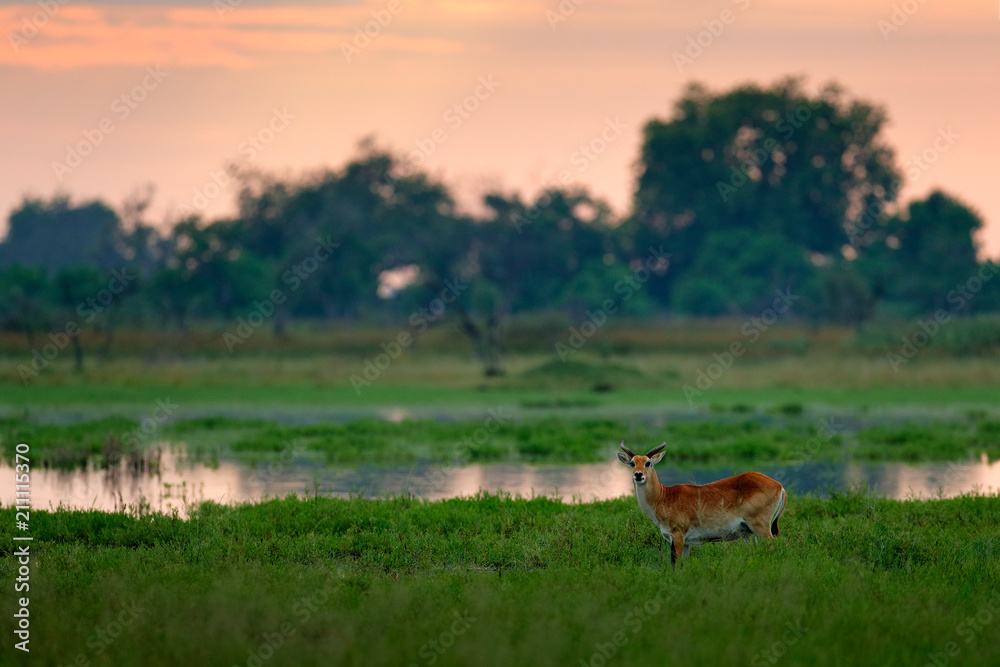 Kobus vardonii, Puku, animal waliking in the water during morning sunrise. Forest mammal in the habitat, Moremi ,Okavango, Botswana. Wildlife scene with deer from African. nature. ¨ Kobus vardonii, Puku, animal waliking in the water during morning sunrise. Forest mammal in the habitat, Moremi ,Okavango, Botswana. Wildlife scene with deer from African. nature. ¨