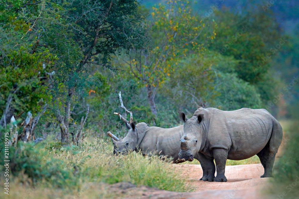Fototapeta premium Rhino in forest habitat. Two White rhinoceros, Ceratotherium simum, with cut horns, in the nature habitat, Kruger NAtional Park. Africa. Wildlife scene from nature. Big animal in the forest.