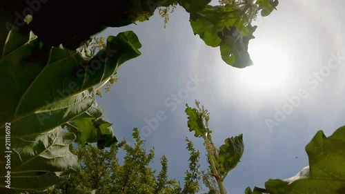 the flowers of the rhubarb against the sky