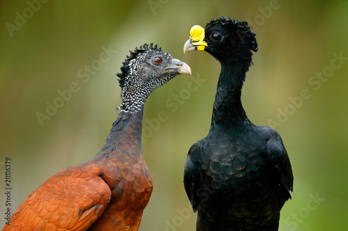 Great Curassow, Crax rubra, big black birds with yellow bill in the nature habitat, Costa Rica. Pair of birds, male and female. Wildlife scene from tropical forest. Detail portrait. photo