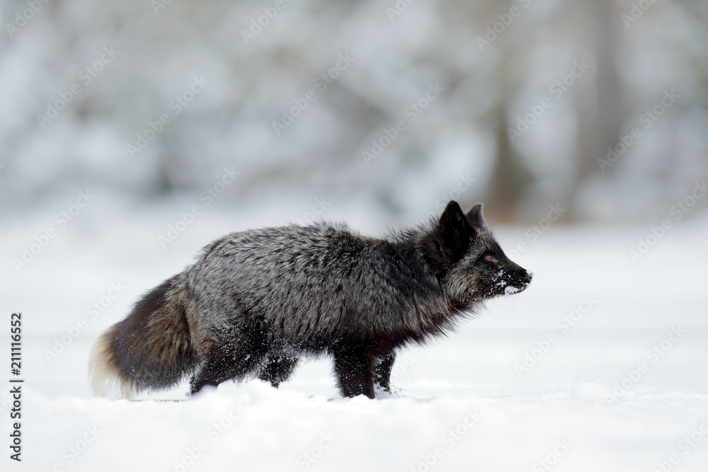 Obraz premium Black silver fox, rare form. Black animal in white snow. Winter scene with nice cute mammal.