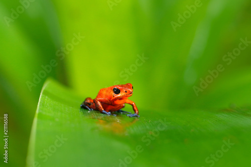 Red poison frog. Red Strawberry dart frog, Dendrobates pumilio, in the nature habitat, Costa Rica, close-up portrait. Rare amphibian in the tropical forest.