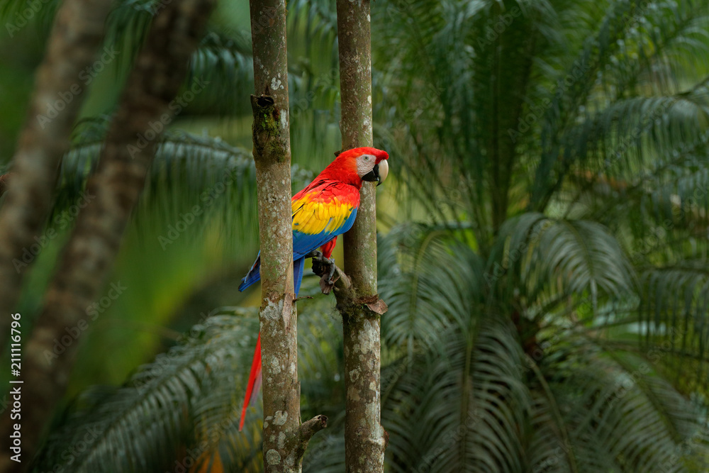 Fototapeta premium Papuga czerwona Ara szkarłatna, Makau ara, ptak siedzący na gałęzi, Brazylia. Scena dzikiej przyrody z lasu tropikalnego. Piękna papuga na drzewie papugi w naturalnym środowisku.