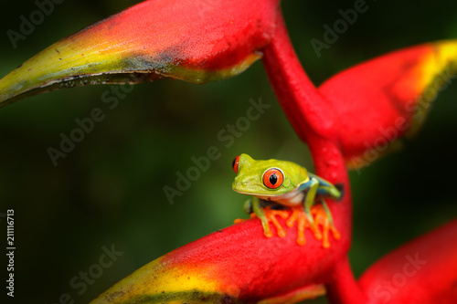 Beautiful red flower with rare frog with red eyes. Wildlife Costa Rica.