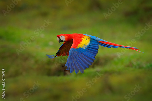 Red parrot in forest. Macaw parrot flying in dark green vegetation. Scarlet Macaw, Ara macao, in tropical forest, Costa Rica. Wildlife scene from tropical nature. © ondrejprosicky
