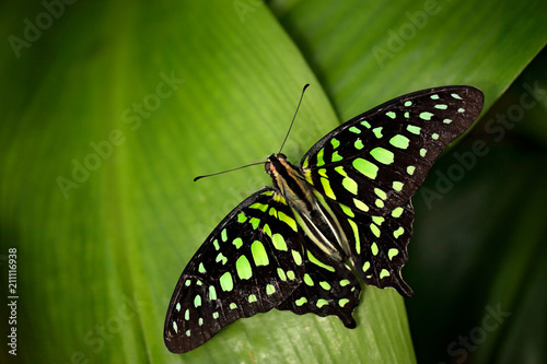 Tailed jay  Graphium agamemnon  sitting on leaves. Insect in the dark tropical forest  nature habitat. Green butterfly on green leaves.