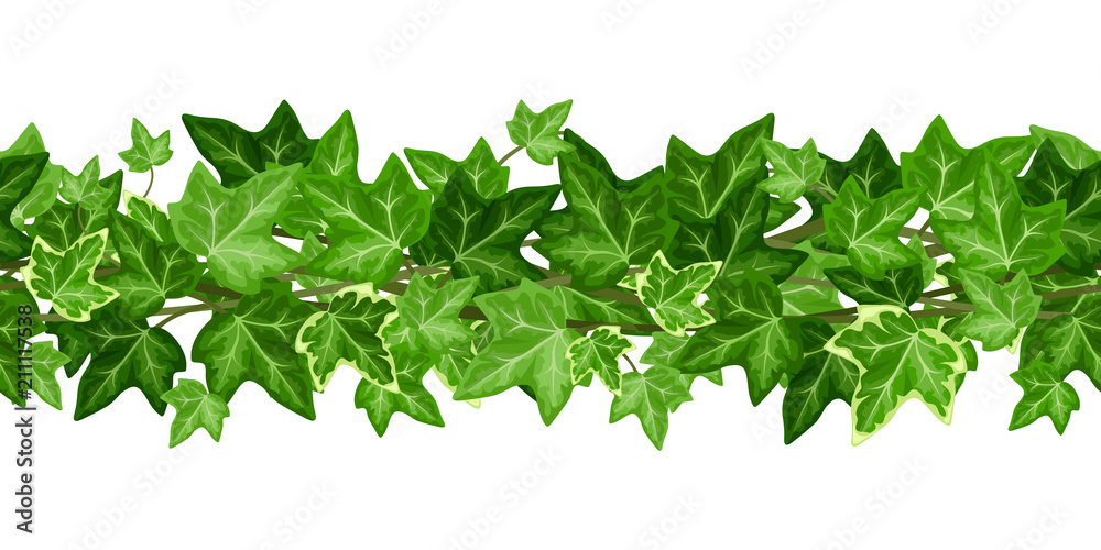 Vector horizontal seamless garland with green ivy leaves on a white background. - obrazy, fototapety, plakaty 