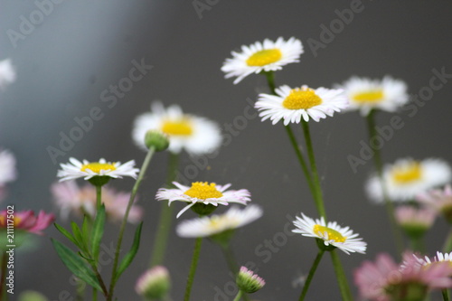 field of daisies © javed