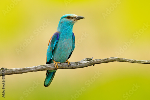 European Roller sitting on the branch, blurred yellow background. Wildlife scene from Europe nature. Colourful blue bird. Birdwatching in Hungary. © ondrejprosicky