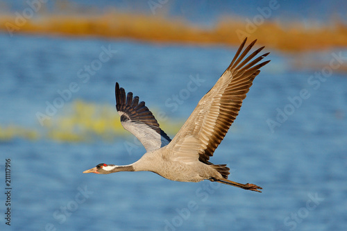 Common Crane, Grus grus, flying big bird in the nature habitat, Lake Hornborga, Sweden. Wildlife fly scene from Europe. 