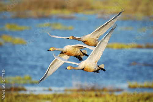 Common Crane, Grus grus, flying big bird in the nature habitat, Lake Hornborga, Sweden. Wildlife fly scene from Europe.  photo