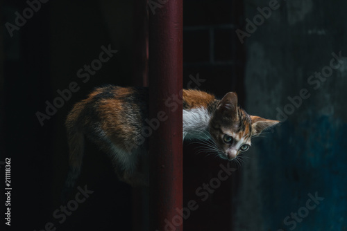 Close up of kitten sitting on pipe