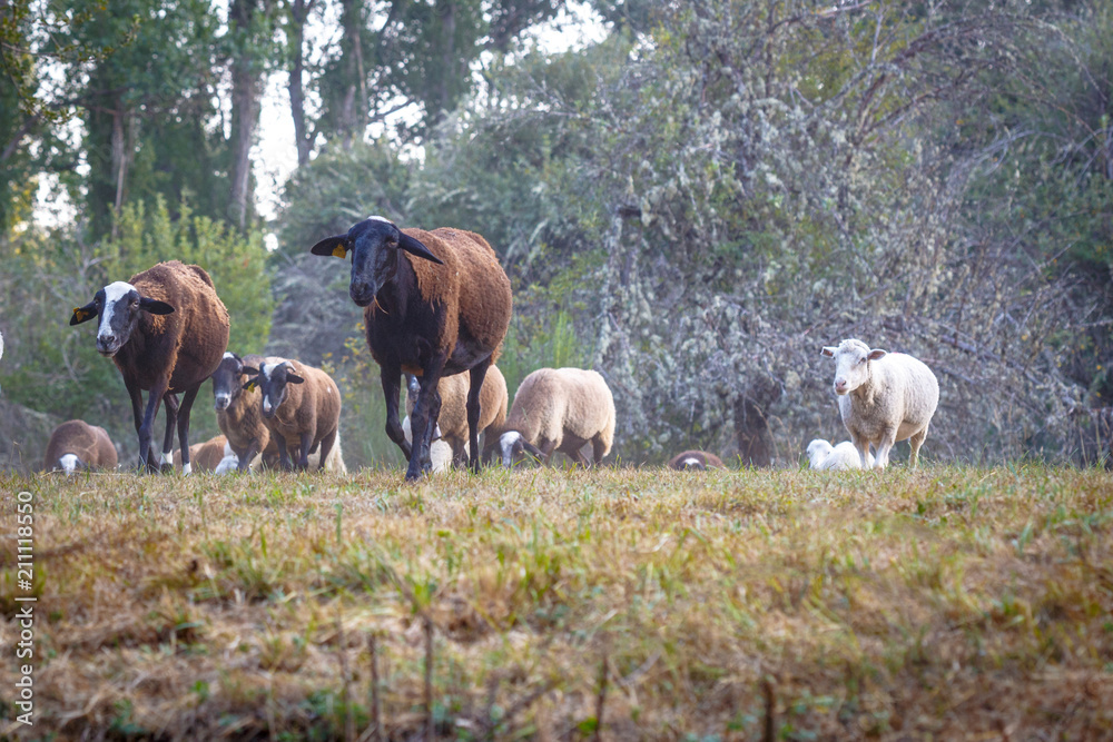 Flock of sheep grazing on a green field. Flock of sheep grazing on a green field.