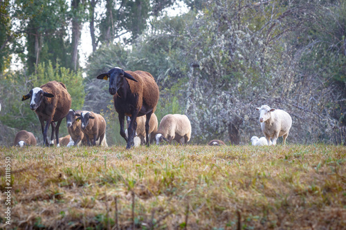 Flock of sheep grazing on a green field.