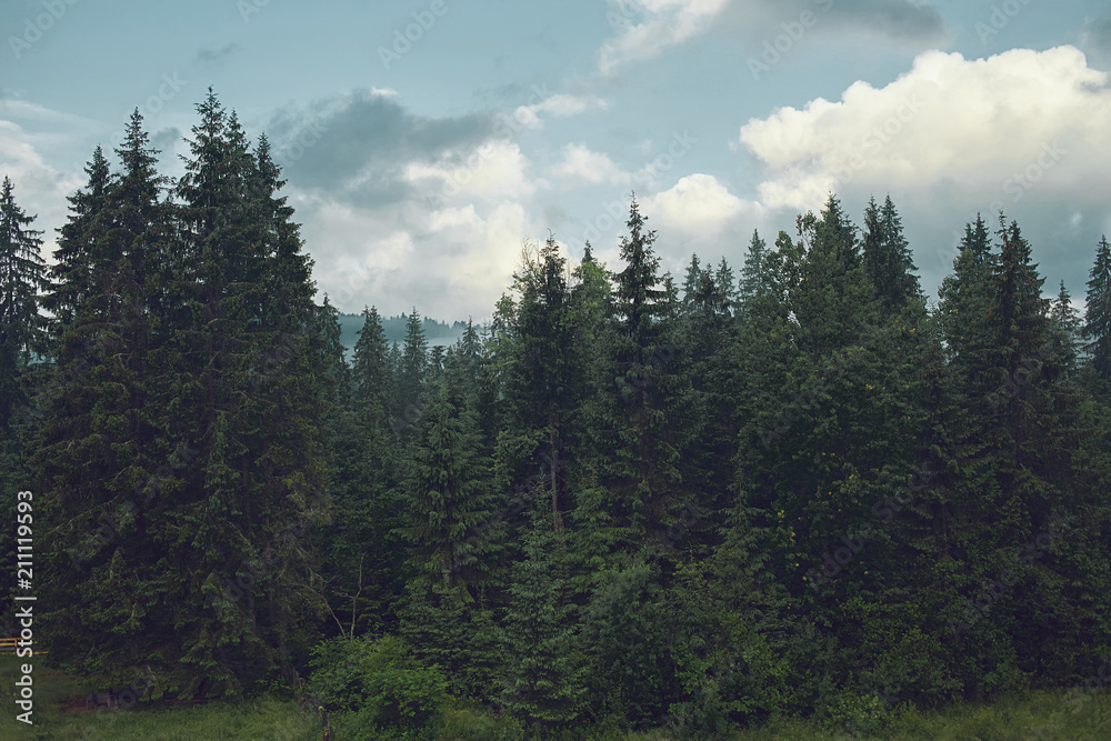 Fototapeta premium Views in the foggy forest and mountains. Landscape in the mountains.