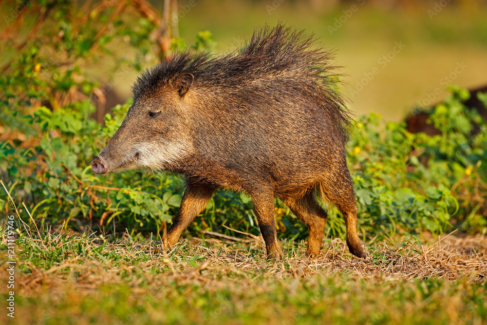 Wild pig, white-lipped peccary, Tayassu pecari, exotic animal running in the nature habitat, beautiful evening sun light, during sunset, Barranco Alto, Pantanal, Brazil. Wild pig, white-lipped peccary, Tayassu pecari, exotic animal running in the nature habitat, beautiful evening sun light, during sunset, Barranco Alto, Pantanal, Brazil.