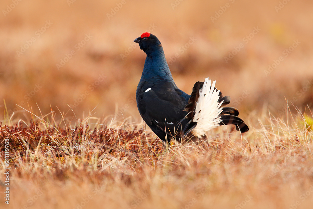 Black grouse on the bog meadow. Lekking nice bird Grouse, Tetrao tetrix, in marshland, Sweden. Spring mating season in the nature. Wildlife scene from north Europe. Black grouse on the bog meadow. Lekking nice bird Grouse, Tetrao tetrix, in marshland, Sweden. Spring mating season in the nature. Wildlife scene from north Europe.
