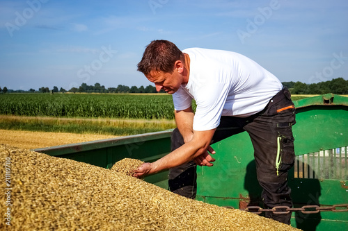 Getreideernte - Landwirt auf einem Erntewagen pr  ft die Getreidequalit  t