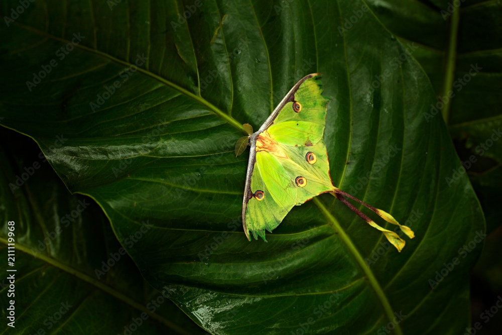 Obraz premium Actias luna, luna moth, beautiful yelow green butterfly from Florida, USA. Big colourful insect nature vegetation, butterfly sitting on the leave.