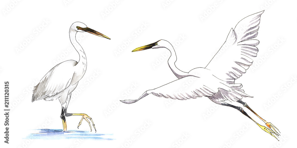 Obraz premium Heron on water