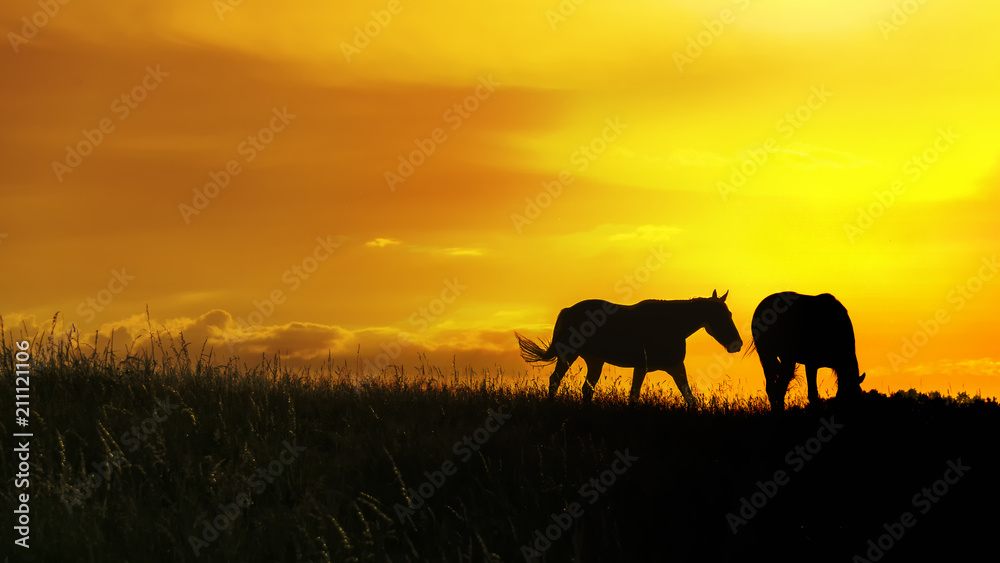 pferde bei sonnenuntergang auf der weide. 