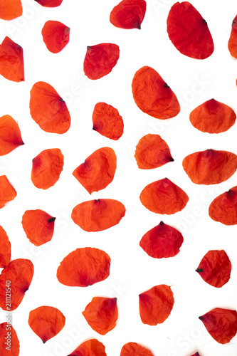 Fototapeta Naklejka Na Ścianę i Meble -  Poppies Petals on a White Background