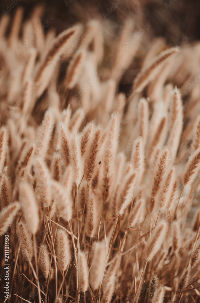 Fototapeta premium fluffy spikelets of grass