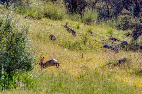 Cottontail rabbits jumping, playing in the southern California wilderness. photo