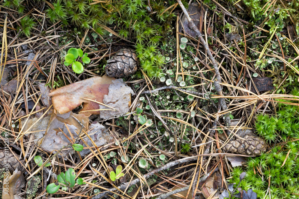 Fototapeta premium Natural background, coniferous forest