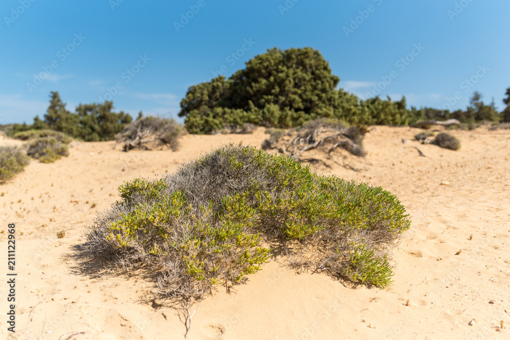 Thyme, juniper and subshrubs at the beach of Sarakiniko on Gavdos