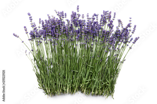 Fresh lavender flowers isolated on white background  top view