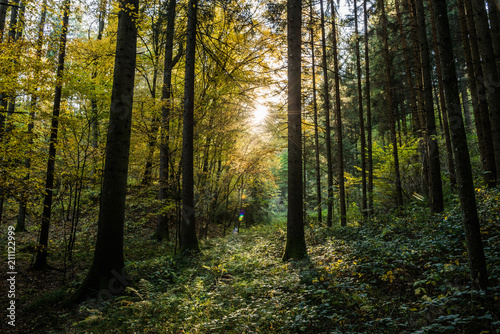 Lichtstimmung im Wald © Christian Krammer