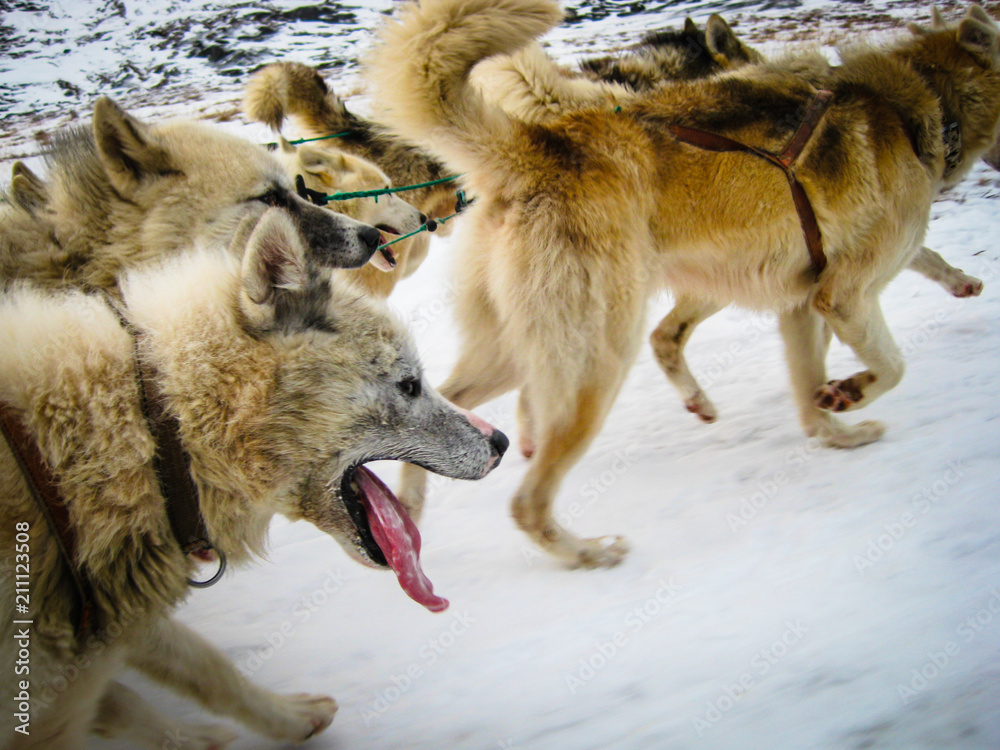 A team of huskies run across the snow while pulling a sled in Ilulissat, West Greenland