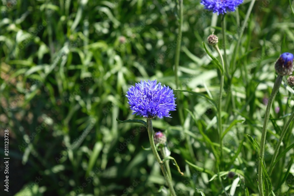 Obraz premium ヤグルマギク