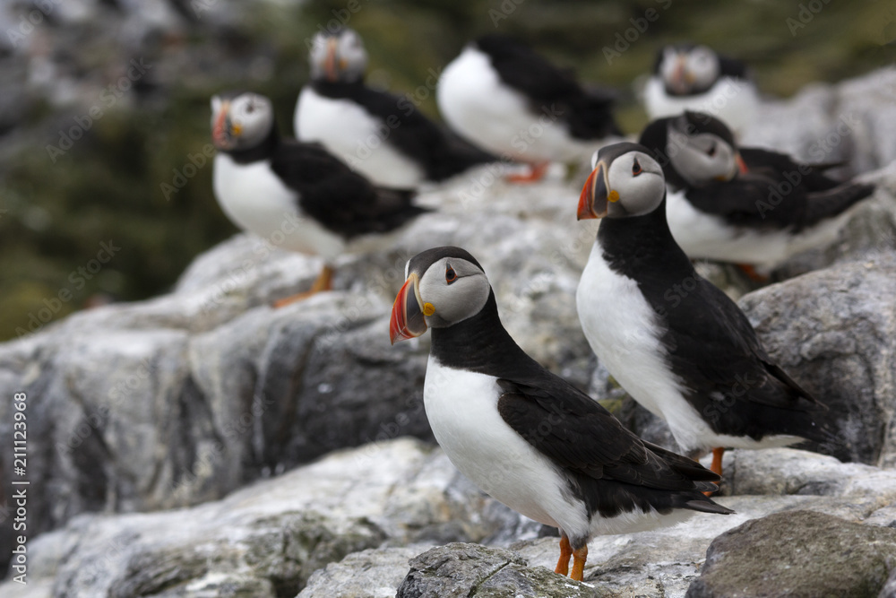 Fototapeta premium groepje puffins