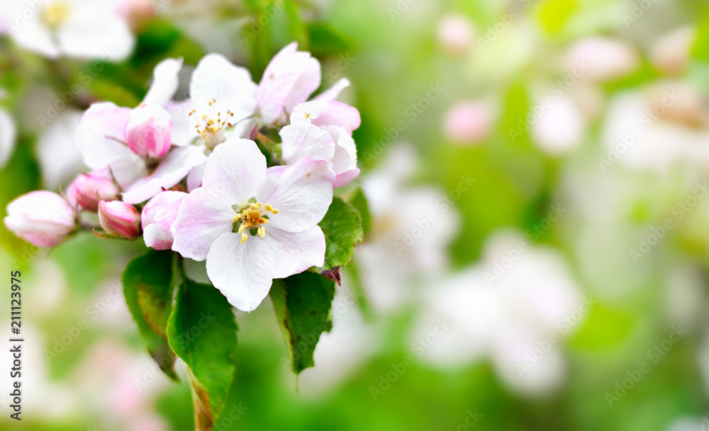Blossoming apple tree, Apple tree branch with flowers. Springtime fruit tree, close-up shot with copy space.