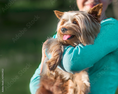 A teenage girl holding her pet Yorkshire terrier on her hands. A happy dog with tongue hanging out. Dog and human friendship,