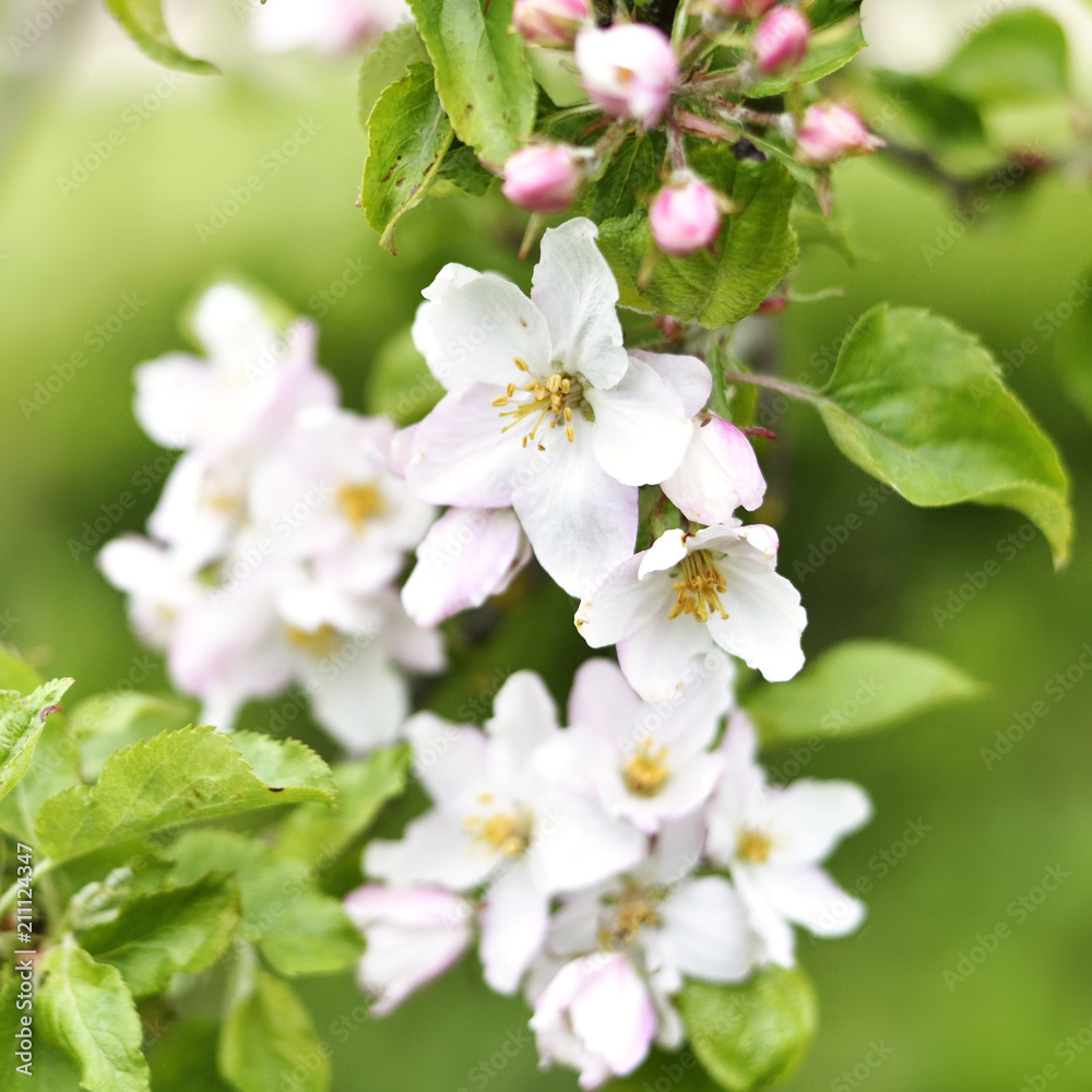 Blossoming apple tree, Apple tree branch with flowers. Springtime fruit tree, close-up shot with copy space. Blossoming apple tree, Apple tree branch with flowers. Springtime fruit tree, close-up shot with copy space.