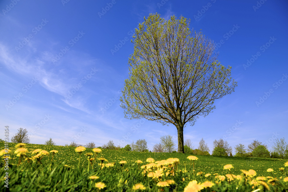 Loney tree in springtime