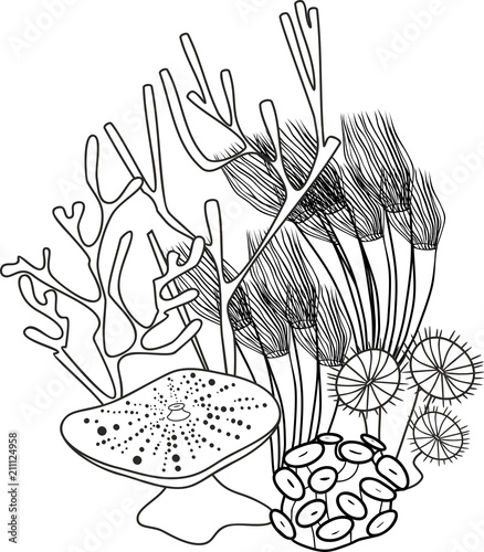 Coloring page. Group of various corals photo