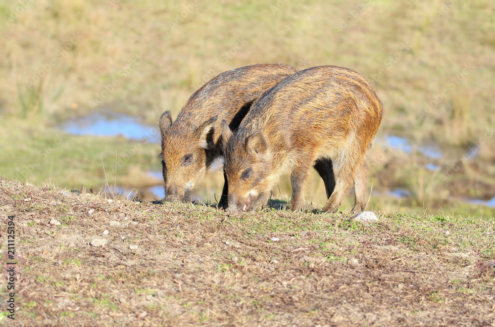 jeune sanglier