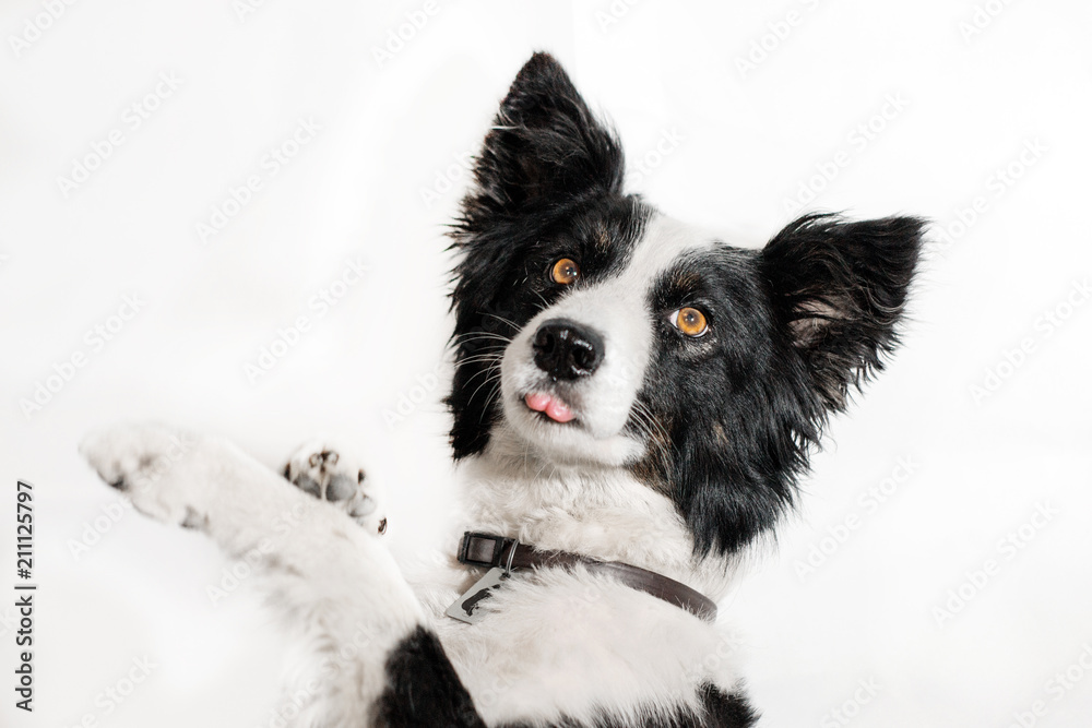  Border collie dog doing tricks on white background