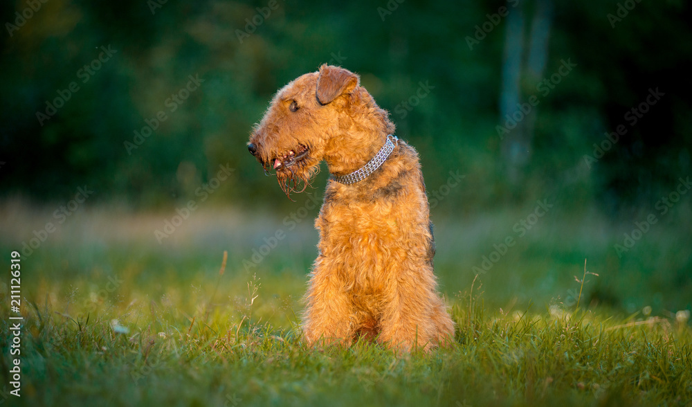 Terrier at sunset