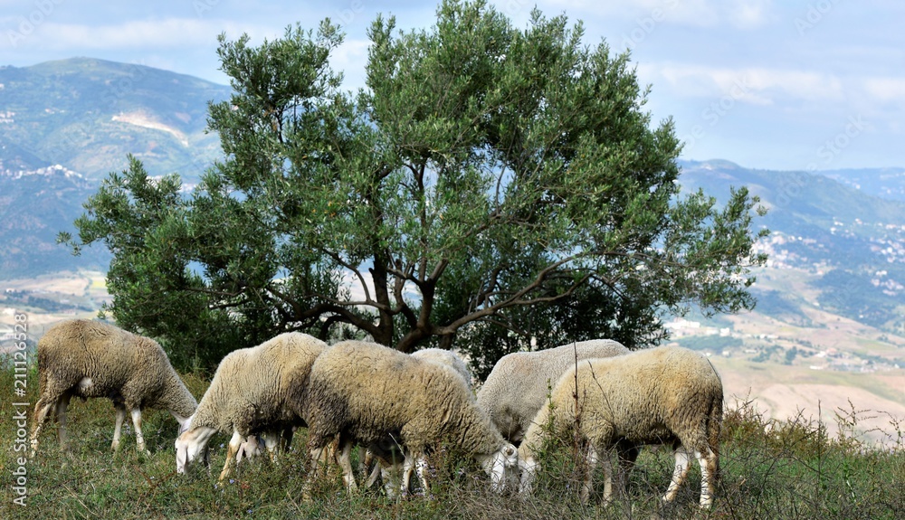 Obraz premium moutons