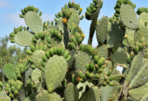 cactus ...figuier de barbarie
