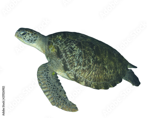 Green Turtle isolated 